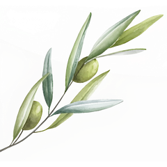 Olive branch